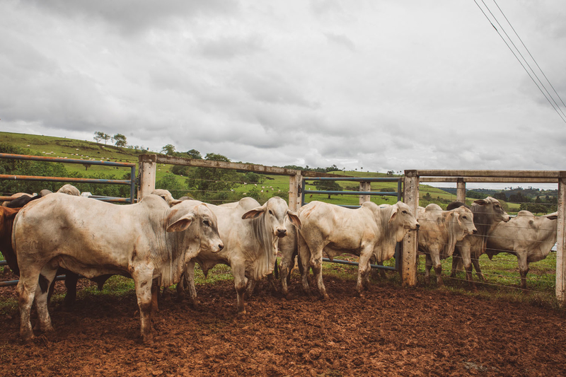 SISTEMAS DE PRODUÇÃO NO BRASIL: EXTENSIVO, SEMI-INTENSIVO E  INTENSIVO